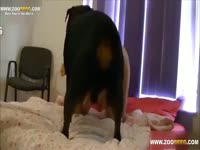 Brunette fuck by a Rottweiler in a room